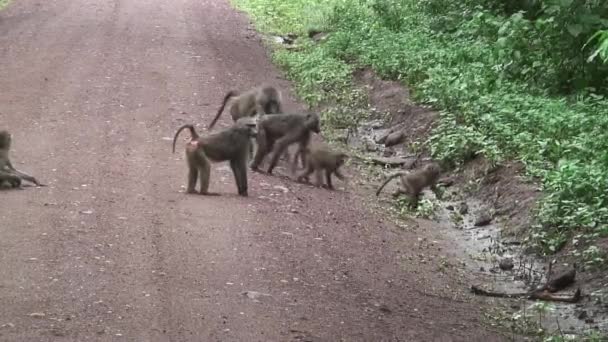 Wild Baboon Monkey i afrikanska Botswana savannah — Stockvideo