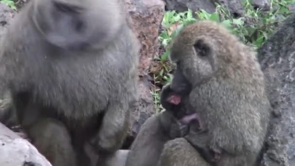 Wild Baboon Monkey in African Botswana savannah — Stock Video