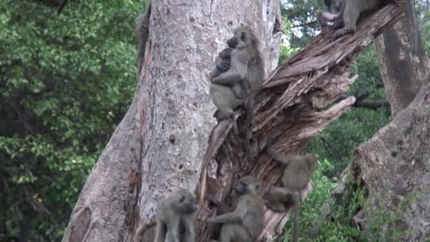 아프리카 보츠와나 사바나의 야생 원숭이 원숭이 들 — 비디오