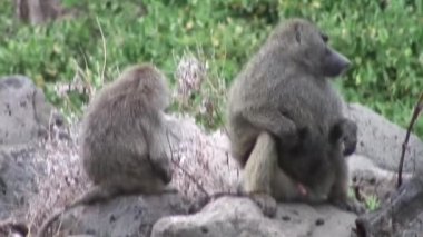 Vahşi Maymun maymun Afrika Botsvana Savannah 