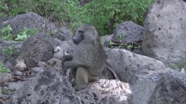 Vahşi Maymun maymun Afrika Botsvana Savannah 