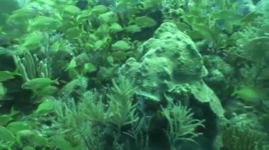 Video Küba Karayip Denizi dalış sualtı hayatı