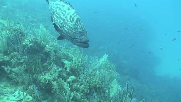 Podwodne życie nurkowanie Morze Karaibskie Kuby wideo — Wideo stockowe