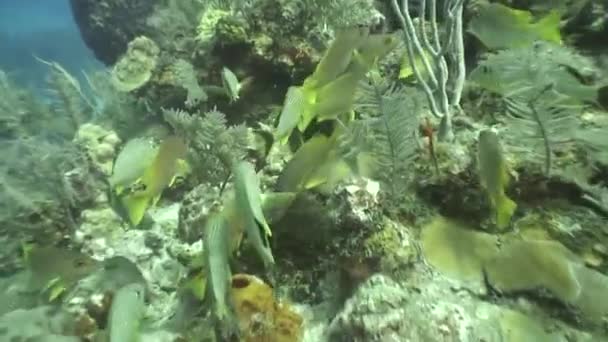 Підводний життя дайвінг відео куба Карибського моря — стокове відео