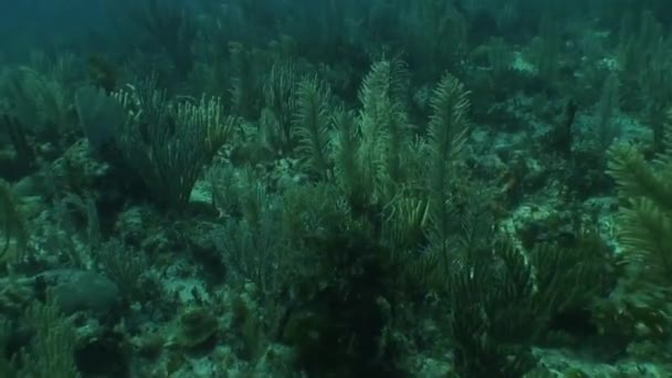 跳水视频古巴加勒比海的水下生活 — 图库视频影像