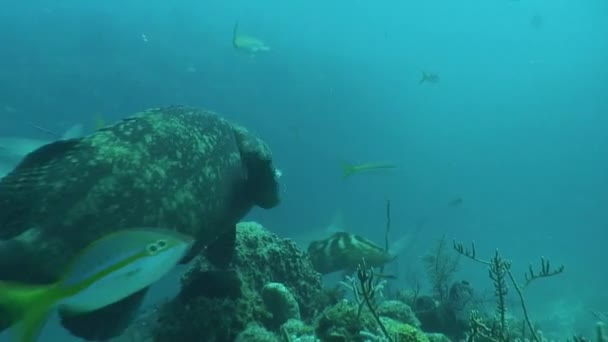 Υποβρύχια ζωή, καταδύσεις βίντεο Κούβα Καραϊβική Θάλασσα — Αρχείο Βίντεο