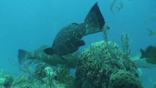 Video Küba Karayip Denizi dalış sualtı hayatı — Stok video