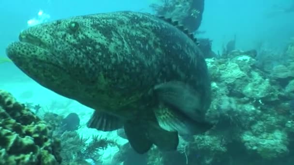 Підводний життя дайвінг відео куба Карибського моря — стокове відео