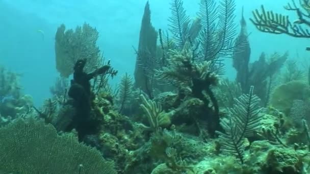 Podwodne życie nurkowanie Morze Karaibskie Kuby wideo — Wideo stockowe