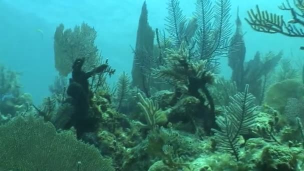 Kehidupan bawah air menyelam Video Kuba Laut Karibia — Stok Video