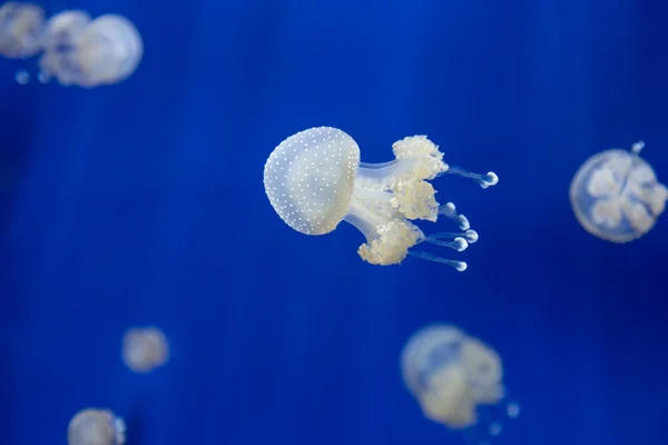 Medusa jellyfish underwater diving photo egypt red sea — Stock Photo, Image