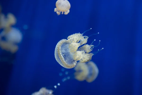 Méduses méduses méduses plongée sous-marine photo egypte mer rouge — Photo