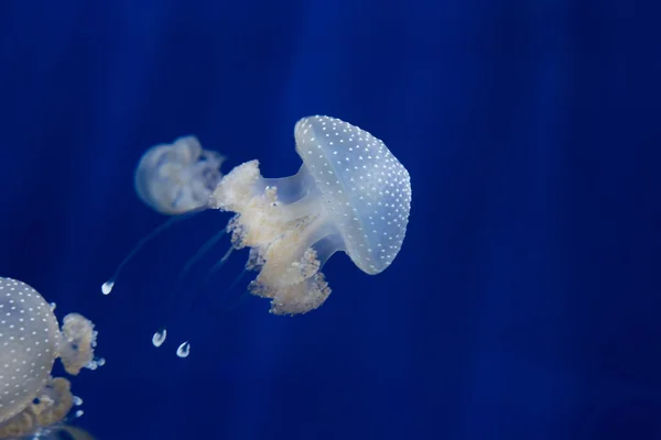 Méduses méduses méduses plongée sous-marine photo egypte mer rouge — Photo