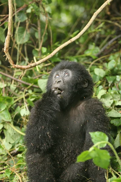 Gorila selvagem animal Ruanda África floresta tropical — Fotografia de Stock