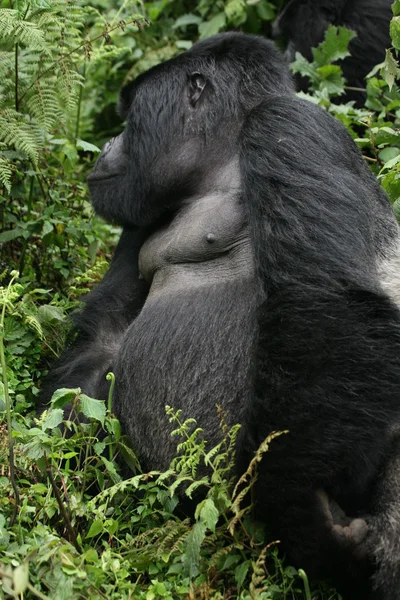 Wild Gorilla animal Rwanda Africa tropical Forest — Stock Photo, Image