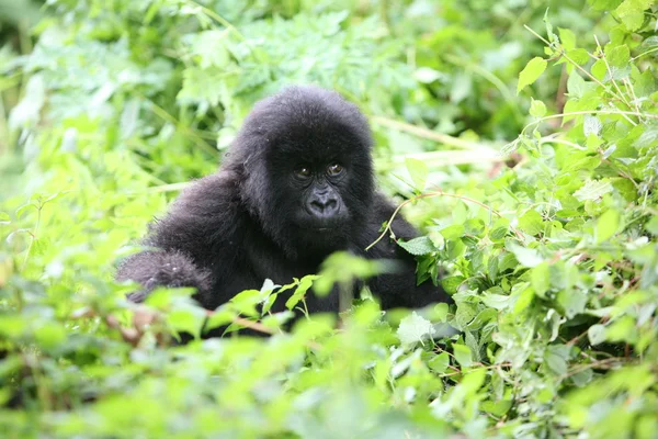 Gorila salvaje Rwanda Africa tropical Forest — Foto de Stock
