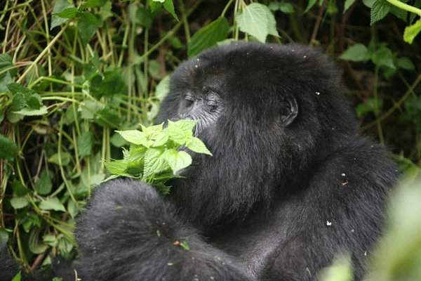 Gorila salvaje Rwanda Africa tropical Forest — Foto de Stock