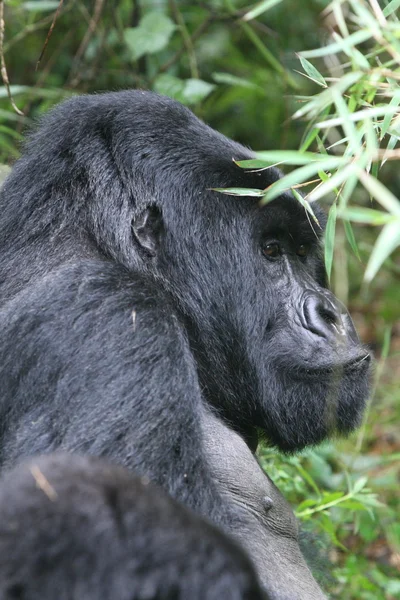 Wilder Gorilla Tier Ruanda Afrika Tropenwald — Stockfoto