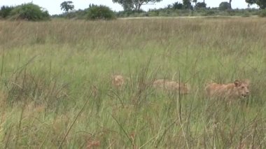 Aslan vahşi, tehlikeli memeli Afrika Savannah Kenya