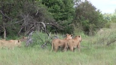 Aslan vahşi, tehlikeli memeli Afrika Savannah Kenya