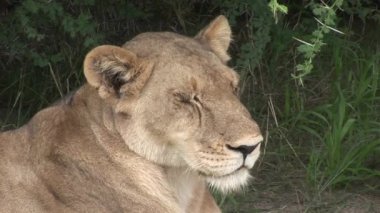 Aslan vahşi, tehlikeli memeli Afrika Savannah Kenya