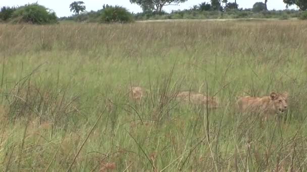 Leeuw wild gevaarlijk zoogdier africa savannah Kenia — Stockvideo