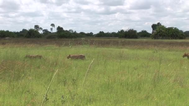 Aslan vahşi, tehlikeli memeli Afrika Savannah Kenya — Stok video