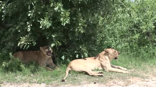 Львиное дикое опасное млекопитающее африканской саванны Кении — стоковое видео