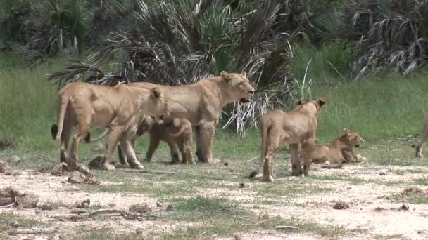 Aslan vahşi, tehlikeli memeli Afrika Savannah Kenya — Stok video