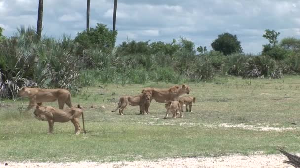 Leeuw wild gevaarlijk zoogdier africa savannah Kenia — Stockvideo