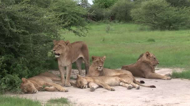 Leeuw wild gevaarlijk zoogdier africa savannah Kenia — Stockvideo