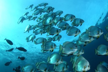 Sualtı Papua Yeni Gine Pasifik Okyanusu dalış mercan hayat 