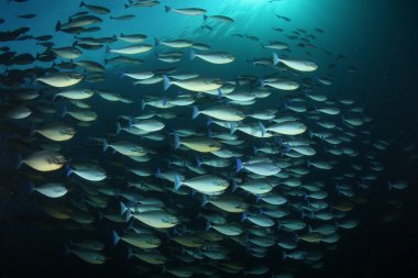 Sualtı Papua Yeni Gine Pasifik Okyanusu dalış mercan hayat 