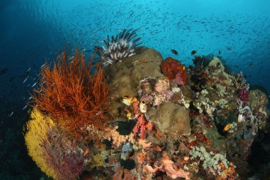 Sualtı Papua Yeni Gine Pasifik Okyanusu dalış mercan hayat 