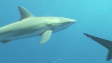 Tehlikeli köpekbalığı sualtı Video Küba Karayip Denizi