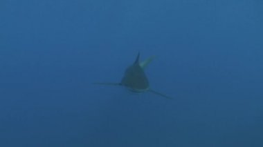 Tehlikeli köpekbalığı sualtı Video Küba Karayip Denizi