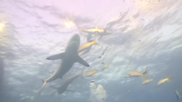 Опасные акулы подводное видео Куба Карибское море — стоковое видео