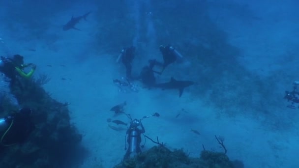 Tiburón peligroso Vídeo submarino Cuba Mar Caribe — Vídeo de stock