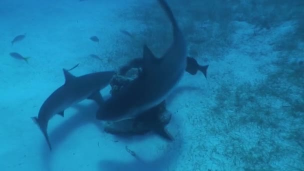 Tehlikeli köpekbalığı sualtı Video Küba Karayip Denizi — Stok video