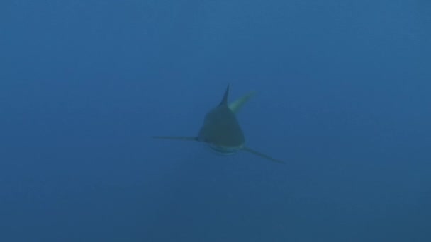Gevaarlijke haai Onderwater Video Cuba Caribische zee — Stockvideo