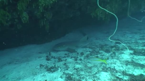 Gevaarlijke haai Onderwater Video Cuba Caribische zee — Stockvideo