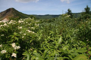 Kayalar Asya Rusya Federasyonu Kunasir Kurils Adaları 
