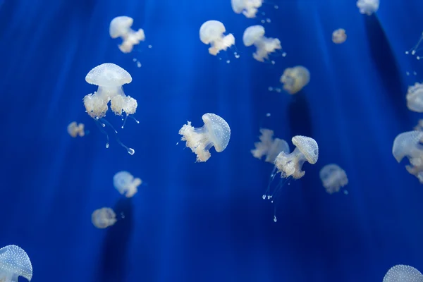 Medusa jellyfish underwater diving photo egypt red sea — Stock Photo, Image