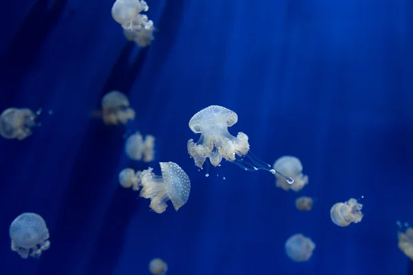 Medusa jellyfish underwater diving photo egypt red sea — Stock Photo, Image