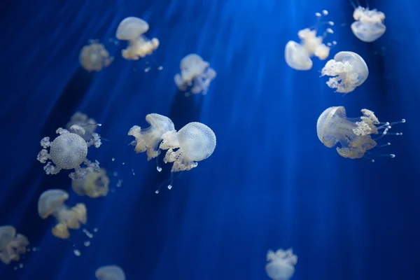 Medusa jellyfish underwater diving photo egypt red sea — Stock Photo, Image