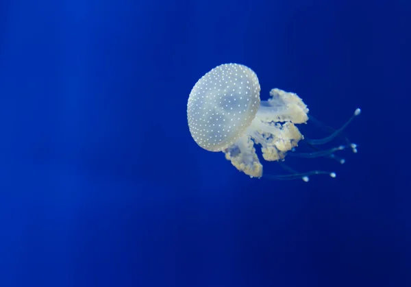 Medusa denizanası sualtı dalış fotoğraf Mısır Kızıldeniz — Stok fotoğraf