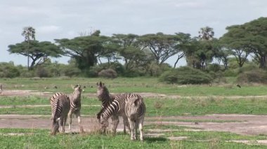 Afrika Botsvana Savannah Afrika vahşi Zebra at 