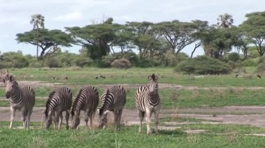 Afrika Botsvana Savannah Afrika vahşi Zebra at 