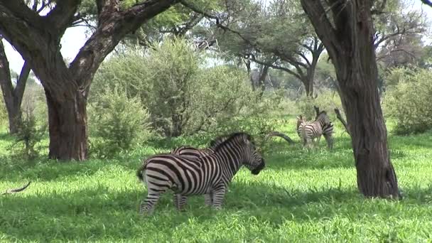 Cavalo zebra selvagem na savana africana do Botsuana África — Vídeo de Stock
