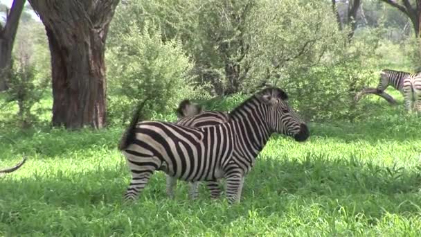 Divoký kůň Zebra v africké Botswaně savany Afriky — Stock video